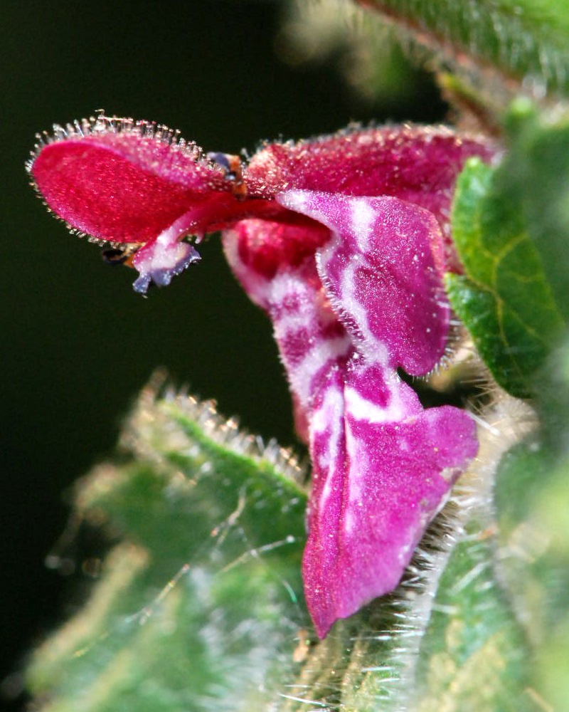 Stachys sylvatica / Erba betonica, vettonica