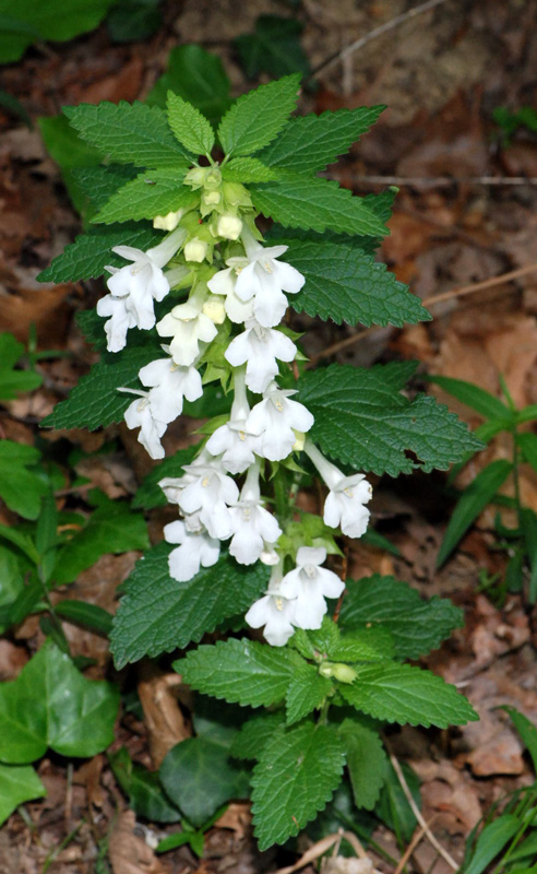 Melittis melissophyllum