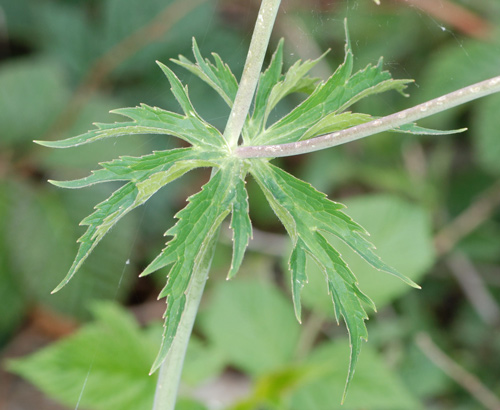 Ranunculus platanifolius