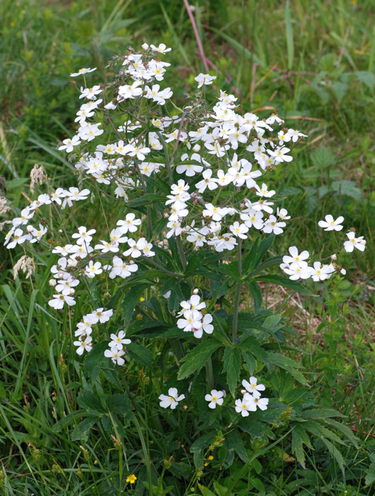 Ranunculus platanifolius