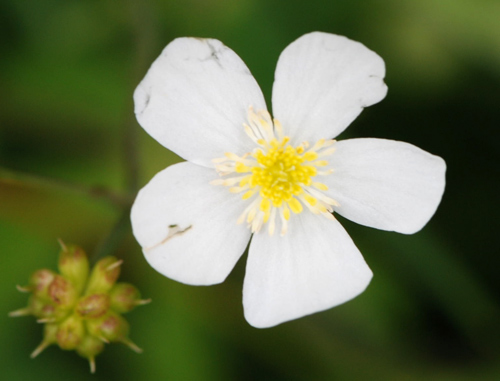 Ranunculus platanifolius