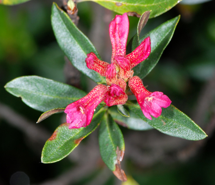 Rhododendron ferrugineum / Rododendro rosso