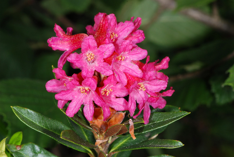 Rhododendron ferrugineum / Rododendro rosso