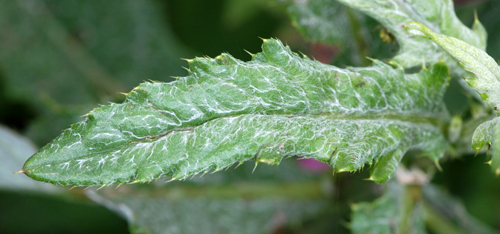 Silene dioica / Silene dioica