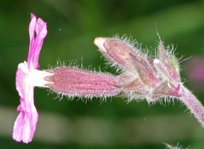 Silene dioica / Silene dioica