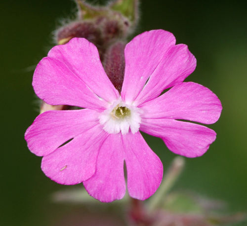 Silene dioica / Silene dioica