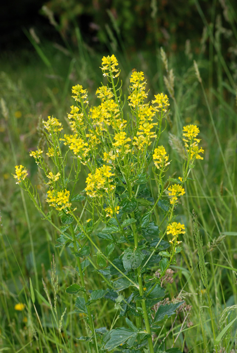 Barbarea bracteosa / Erba di S.Barbara bratteata