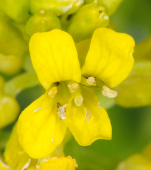 Barbarea bracteosa / Erba di S.Barbara bratteata