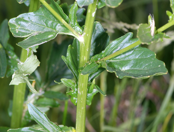 Barbarea bracteosa / Erba di S.Barbara bratteata