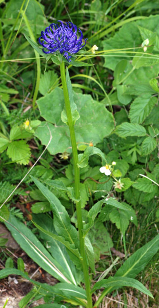 Phyteuma orbiculare / Raponzolo orbicolare