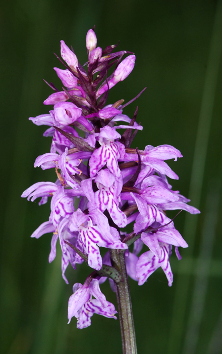 Dactylorhiza maculata?