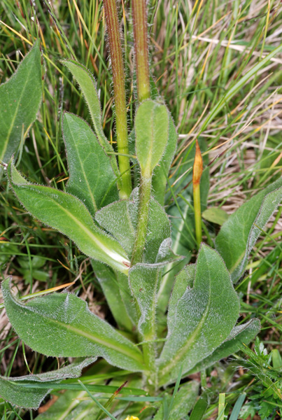 Hypochaeris uniflora / Costolina alpina