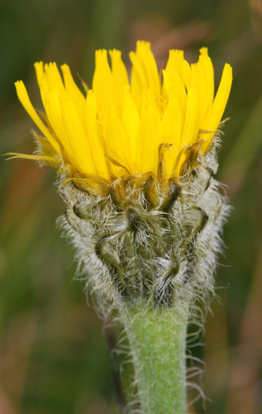 Hypochaeris uniflora / Costolina alpina