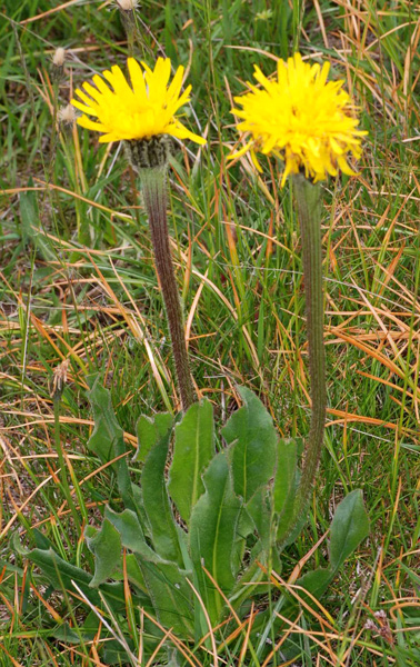 Hypochaeris uniflora / Costolina alpina