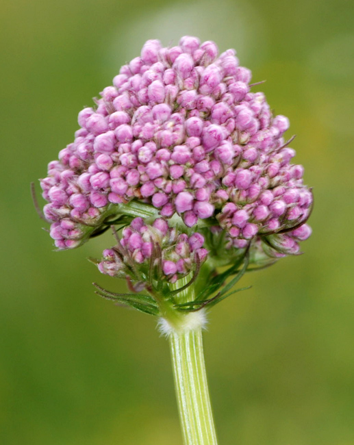 Valeriana officinalis / Valeriana comune