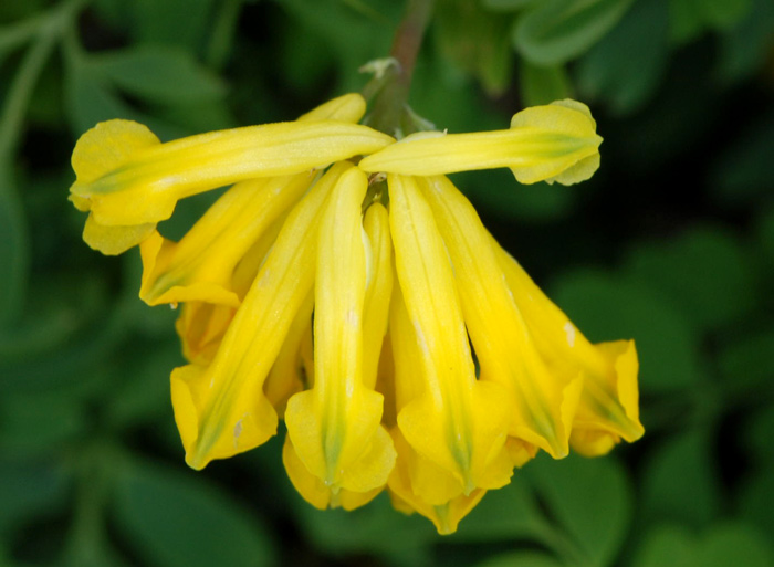 Pseudofumaria lutea (=Corydalis lutea) / Colombina gialla