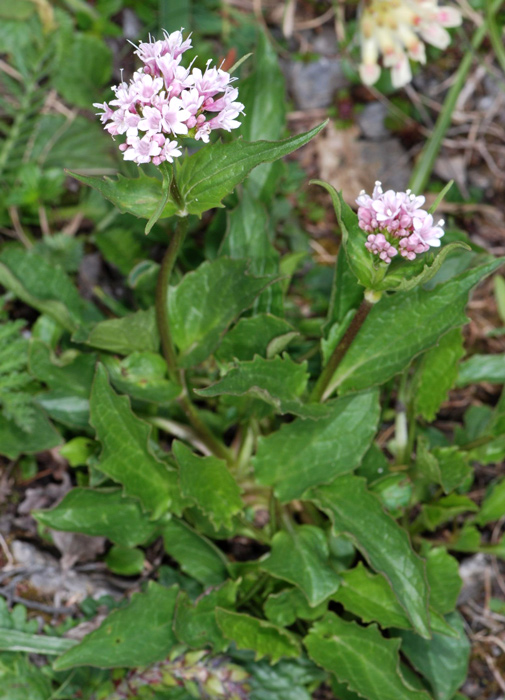 Valeriana montana / Valeriana montana