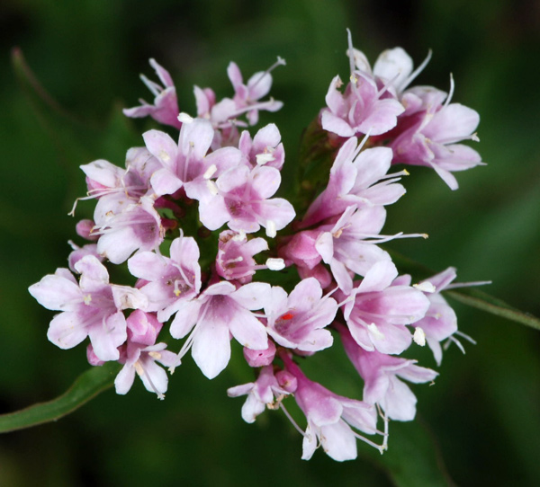 Valeriana montana / Valeriana montana