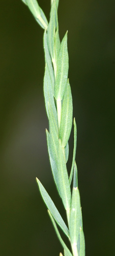 Linum alpinum