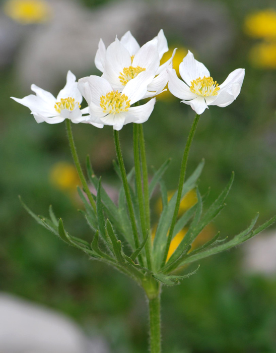 Anemonastrum narcissiflorum / Anemone narcissino