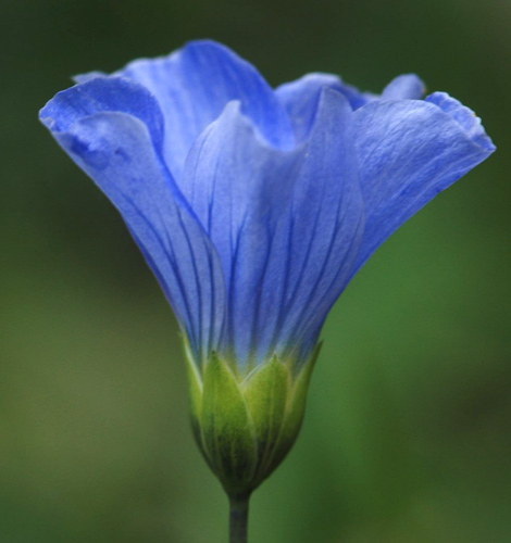 Linum alpinum