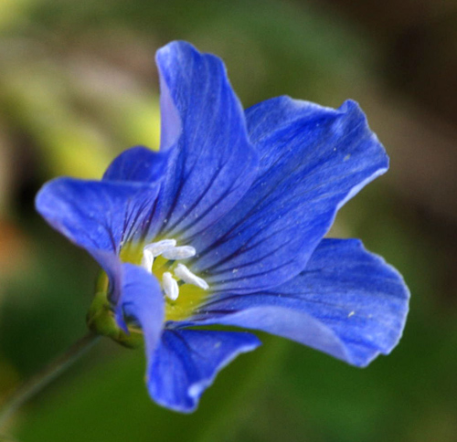 Linum alpinum