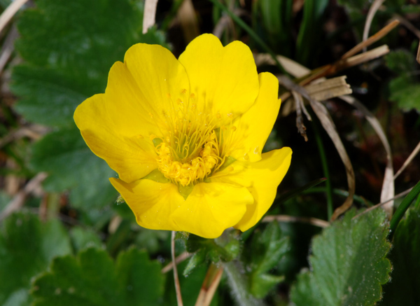 Geum montanum