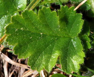 Geum montanum