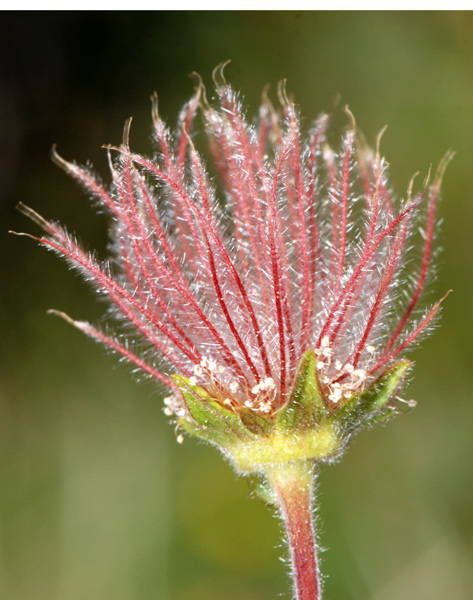 Pulsatilla alpina e Geum montanum