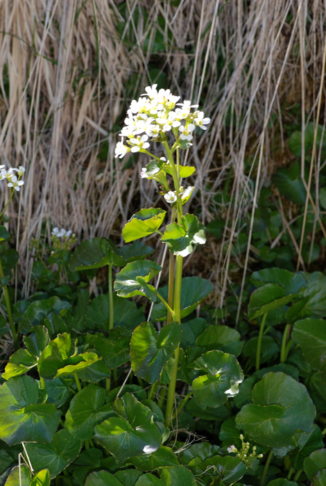 Cardamine asarifolia / Billeri a foglie rotonde