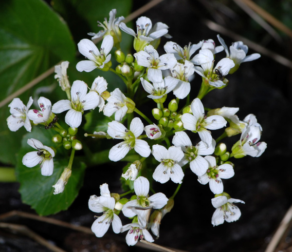 Cardamine asarifolia / Billeri a foglie rotonde