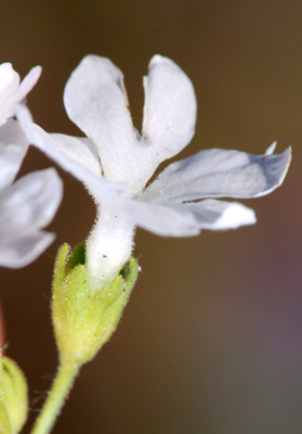 Primula daonensis / Primula della Val Daone