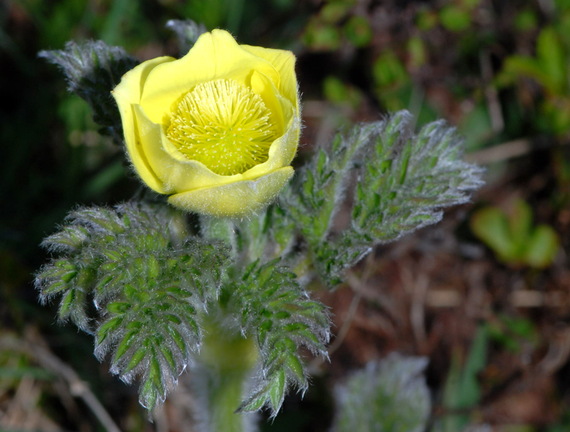 Pulsatilla alpina e Geum montanum