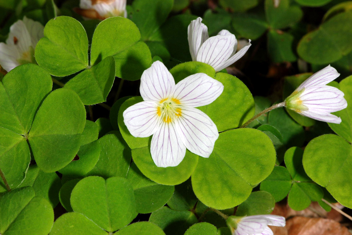 Oxalis acetosella / Acetosella dei boschi