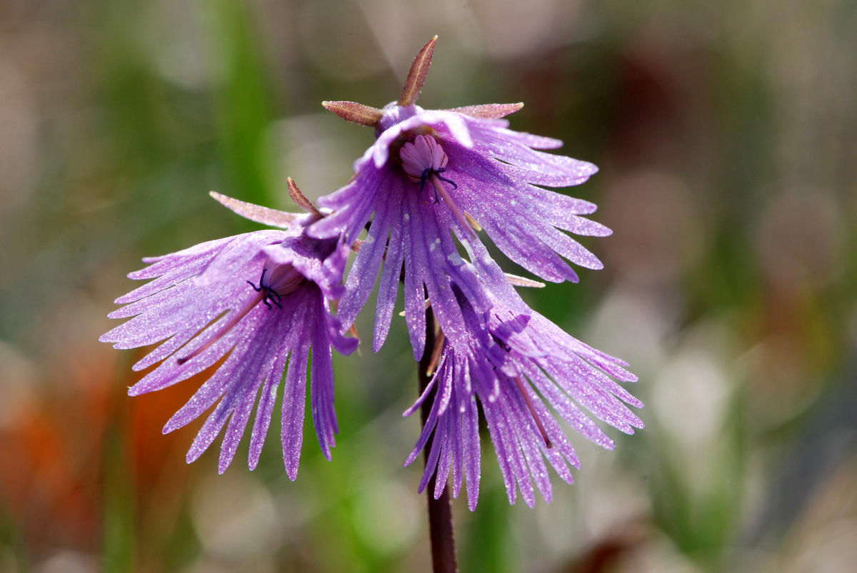 Soldanella alpina / Soldanella alpina