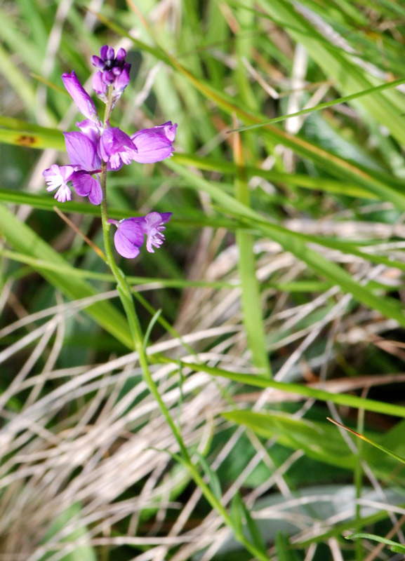 Polygala vulgaris / Poligala comune