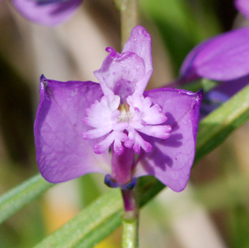 Polygala vulgaris / Poligala comune