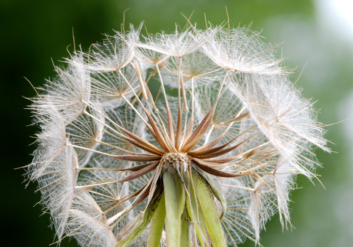 Tragopogon pratensis / Barba di becco