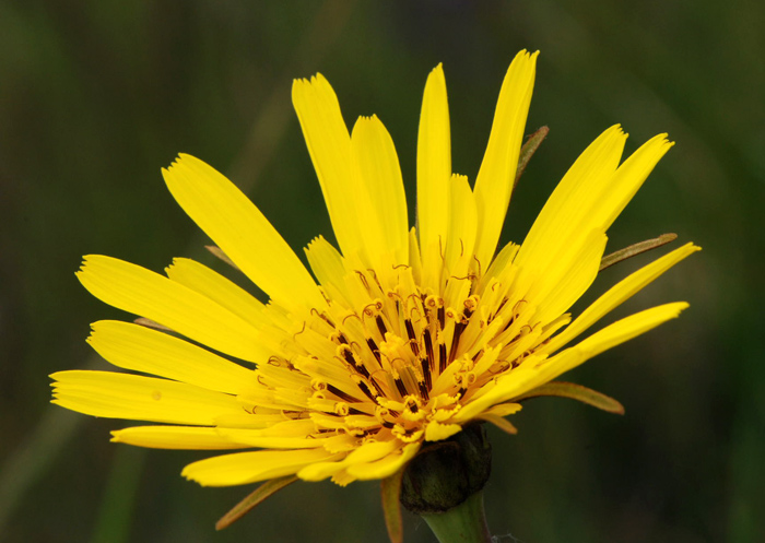 Tragopogon pratensis / Barba di becco