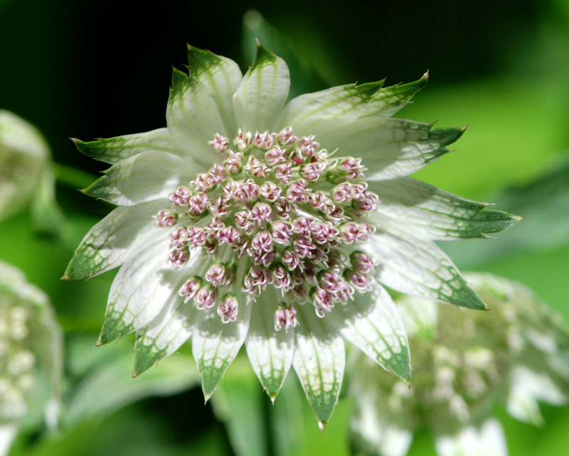 Astrantia major / Astranzia maggiore