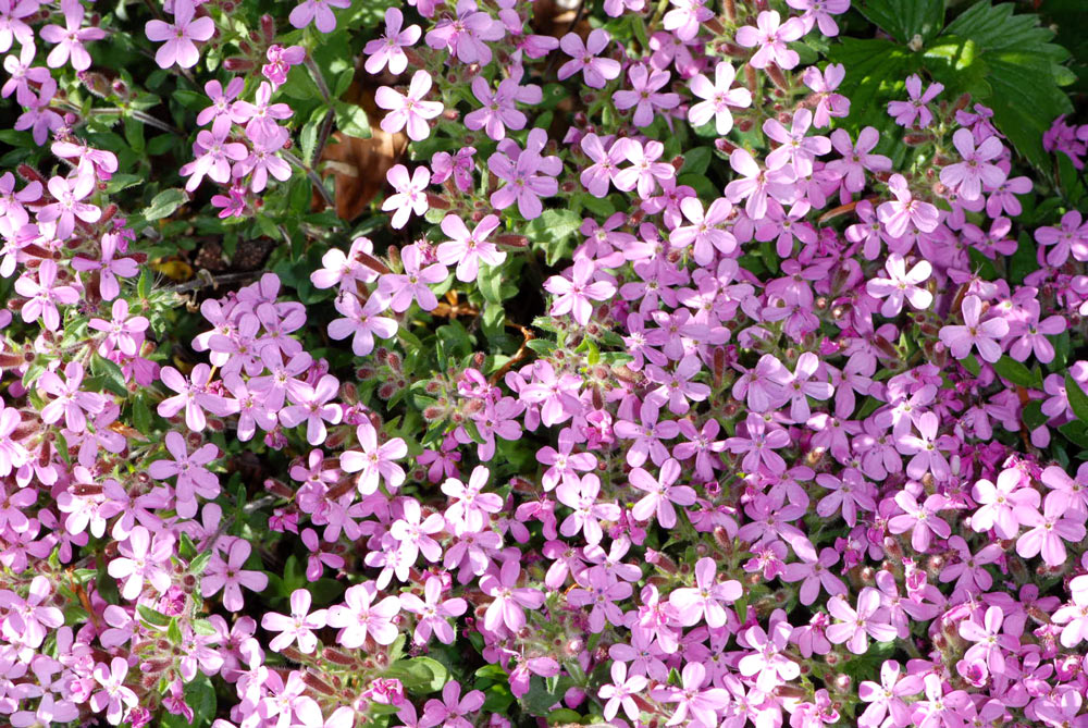 Saponaria ocymoides / Saponaria rossa