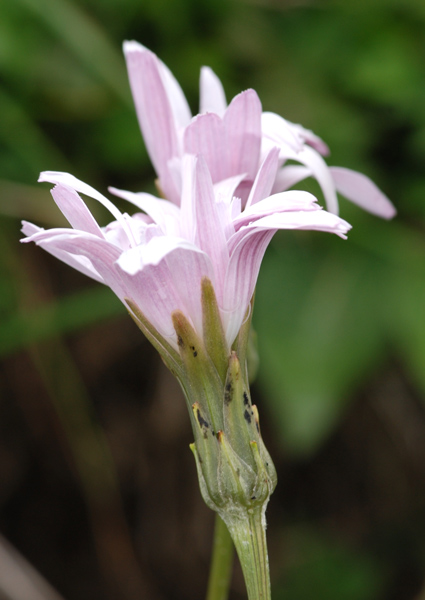 Scorzonera rosea / Scorzonera rosea