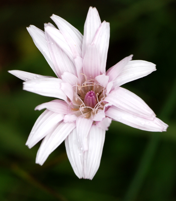 Scorzonera rosea / Scorzonera rosea