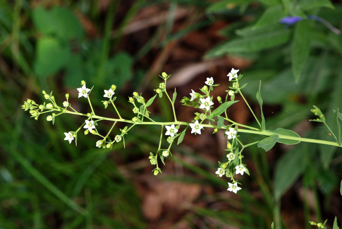 Thesium humifusum  (= T. divaricatum) / Linaiola divaricata