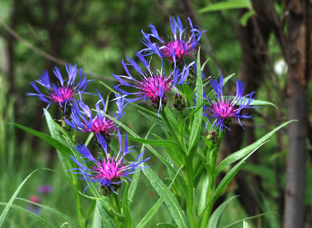 Cyanus triumfetti / Fiordaliso di Trionfetti