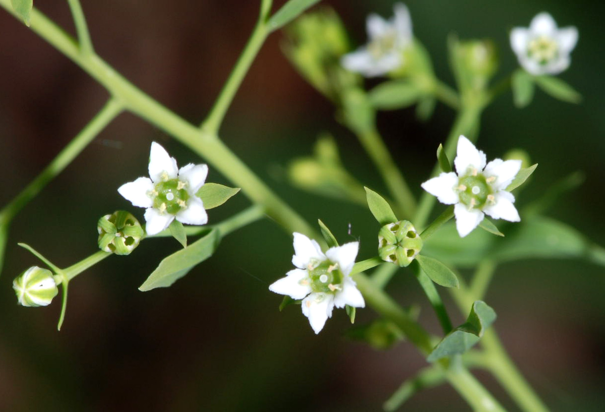 Thesium humifusum  (= T. divaricatum) / Linaiola divaricata