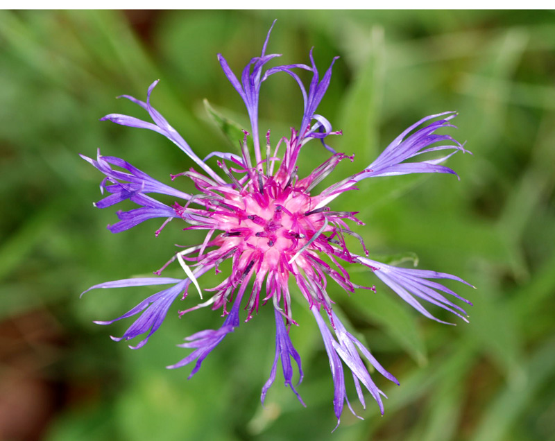 Cyanus triumfetti / Fiordaliso di Trionfetti