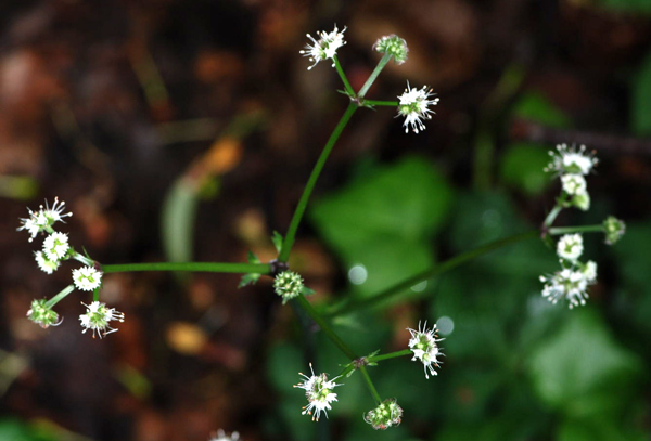 Sanicula europaea / Erba fragolina