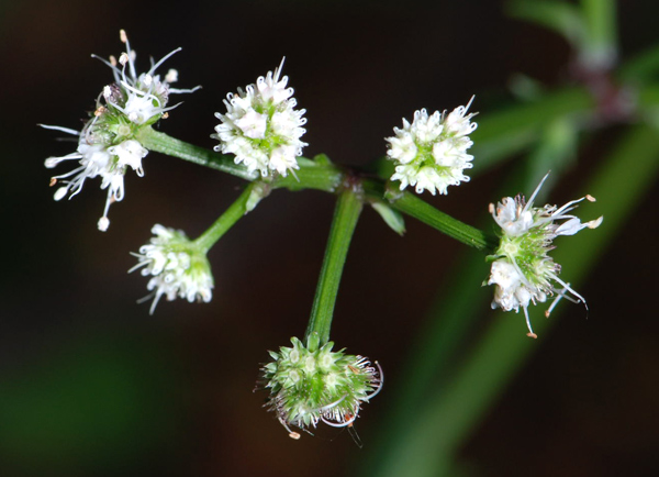 Sanicula europaea / Erba fragolina