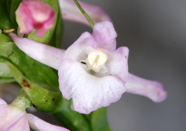 Gymnadenia odoratissima